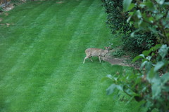 Deer in our back garden