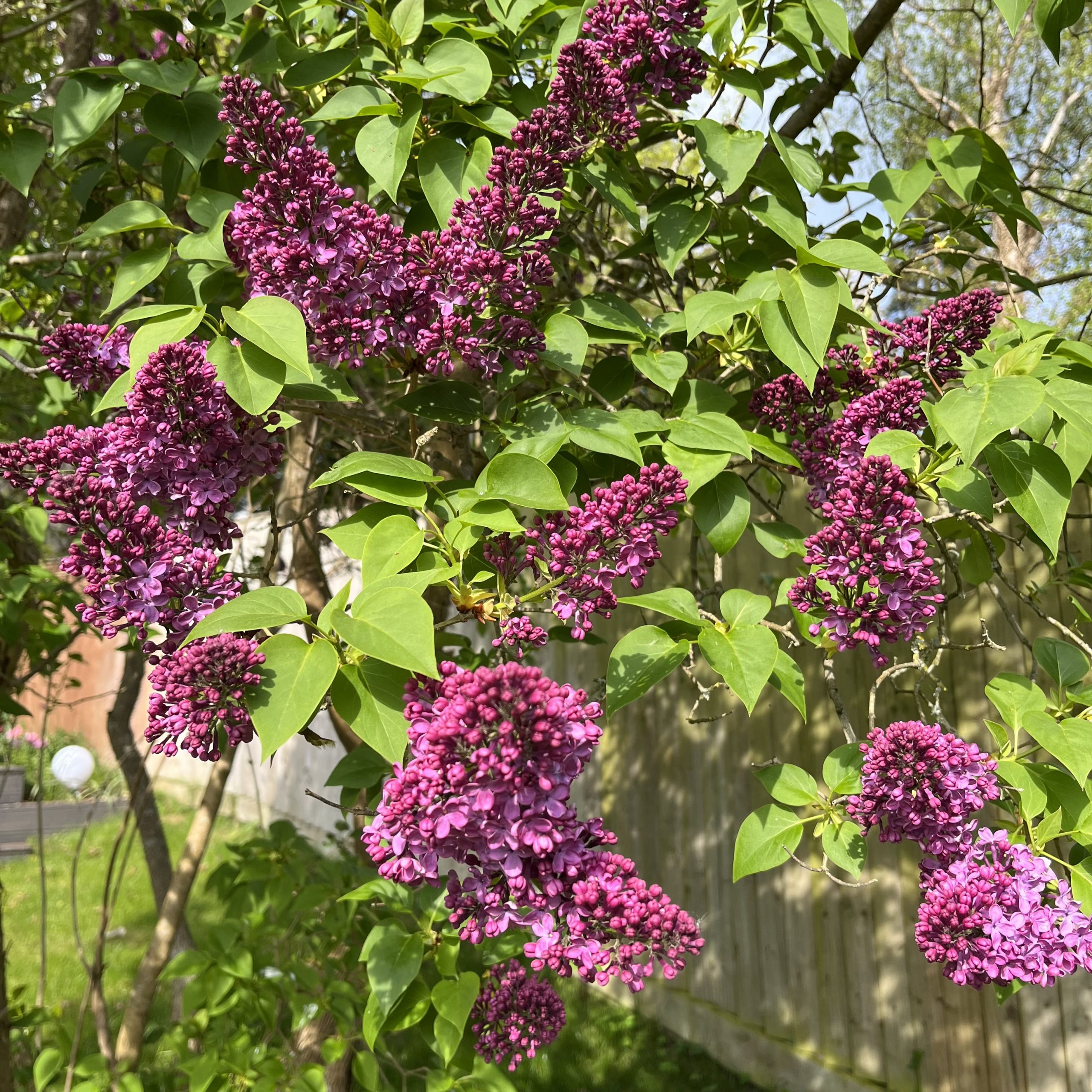 The lilac is coming out and it looks stunning.