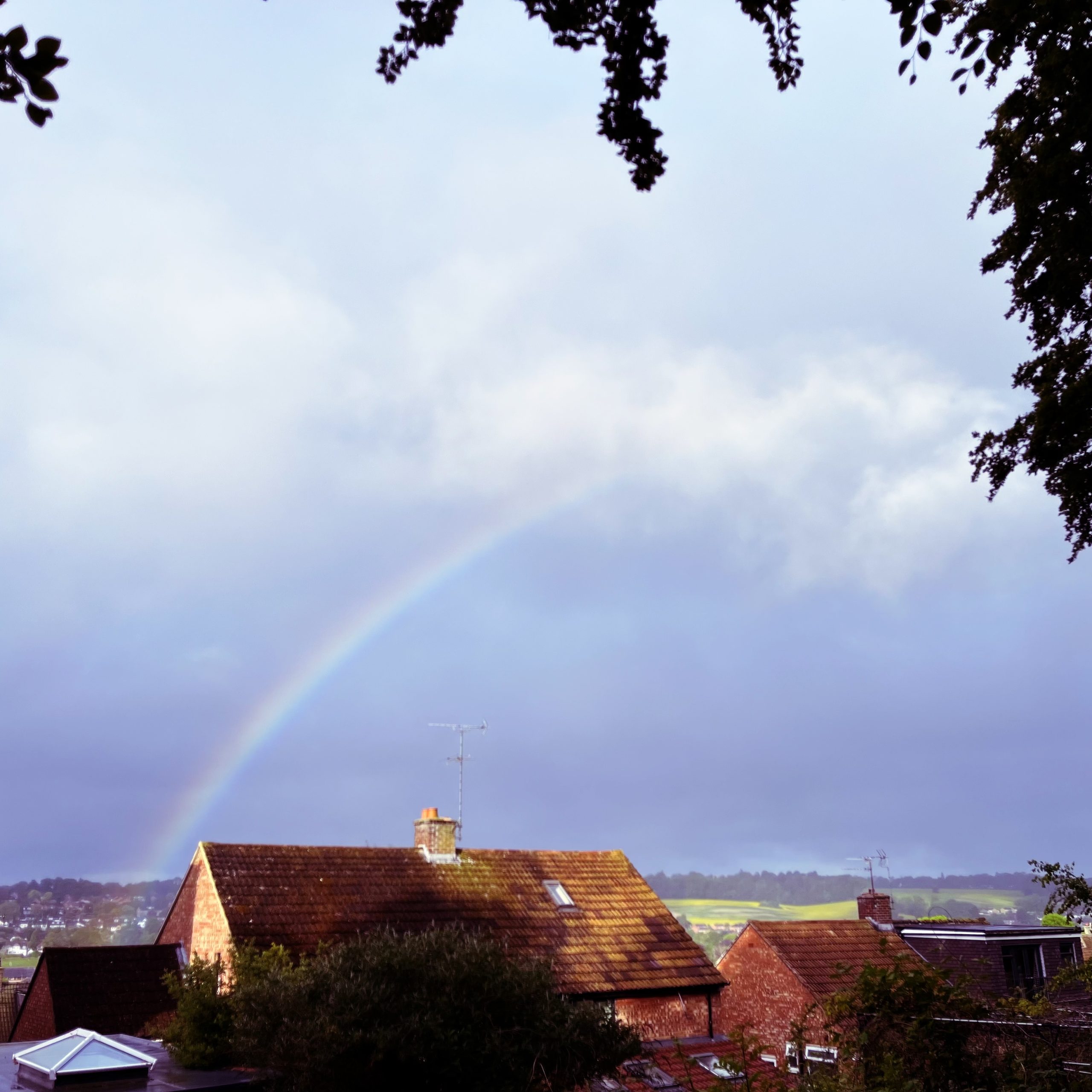 Caught this rainbow as I went out into the garden early one morning this week.