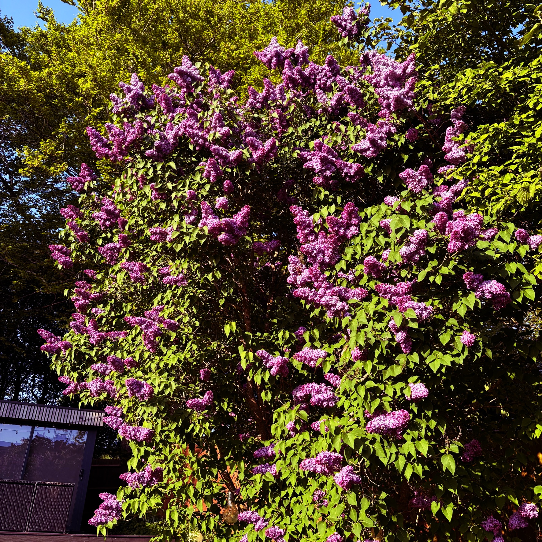 Every year we get about two weeks to enjoy our lilac, which looks fabulous and smells even better.