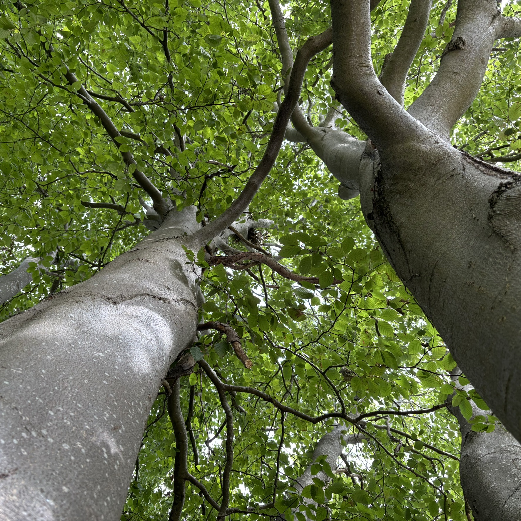 Found myself up a ladder in our beech tree. It’s not often I look at it like this. I hadn’t spotted the bird’s nest before.