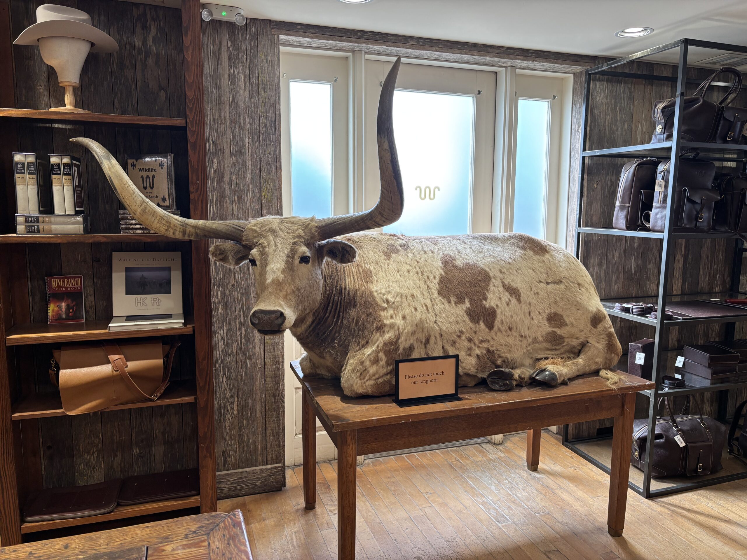“Please do not touch the longhorn.” At King Ranch Saddle Shop, Kingsville, Texas.