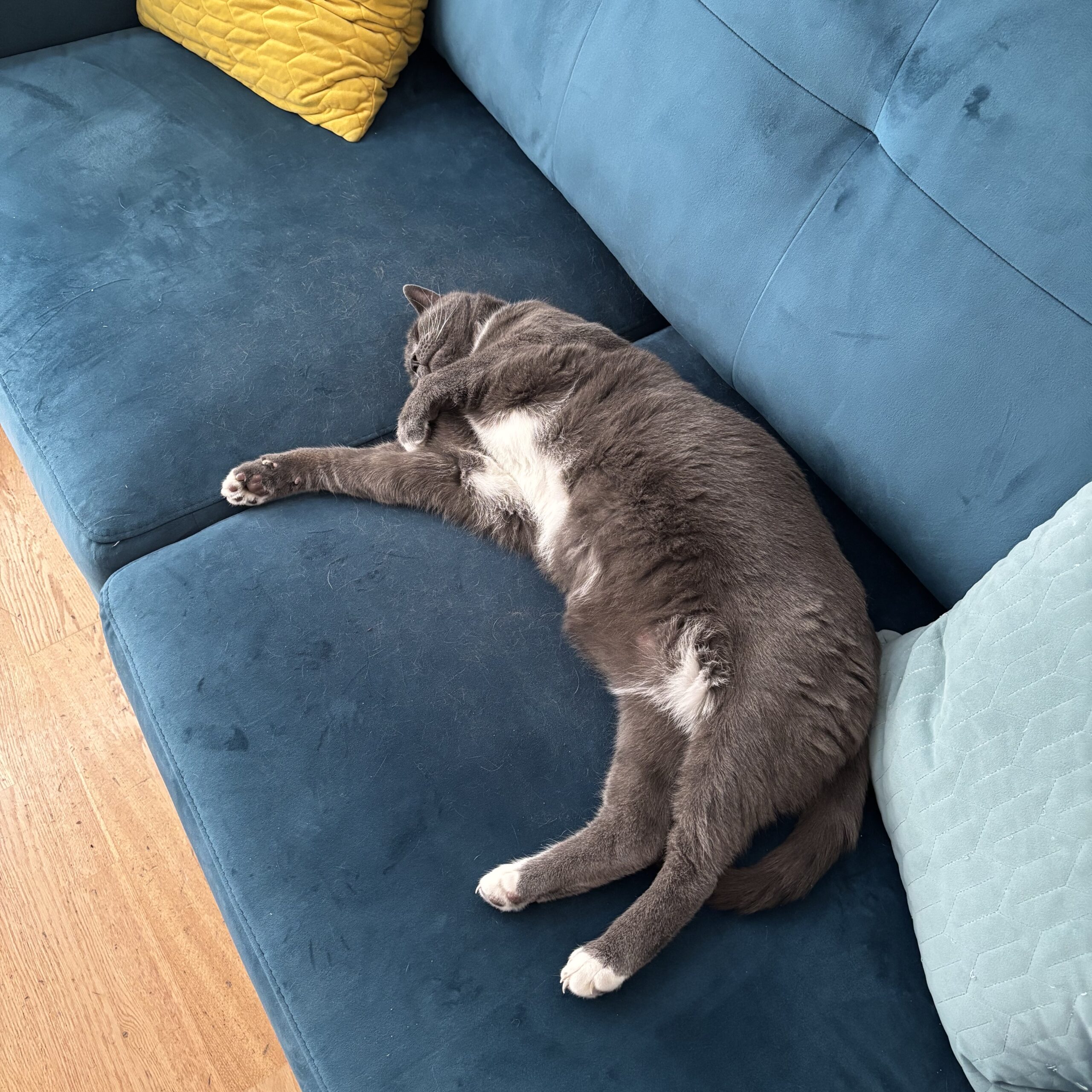 Ollie the cat expressing how we were all feeling this weekend.