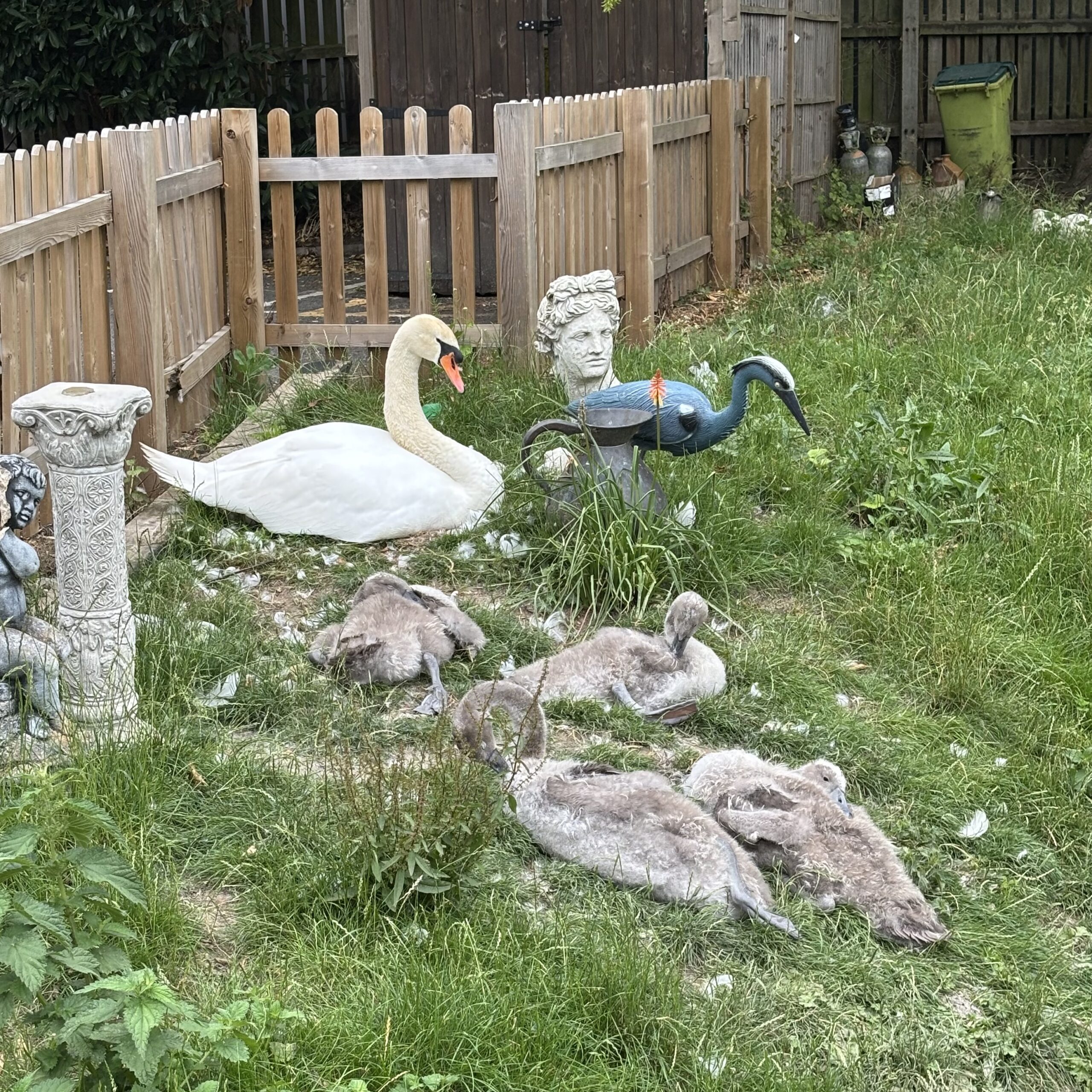 A swan and their cygnets on the bank of the River Bulbourne by The Old Mill, Berkhamsted.